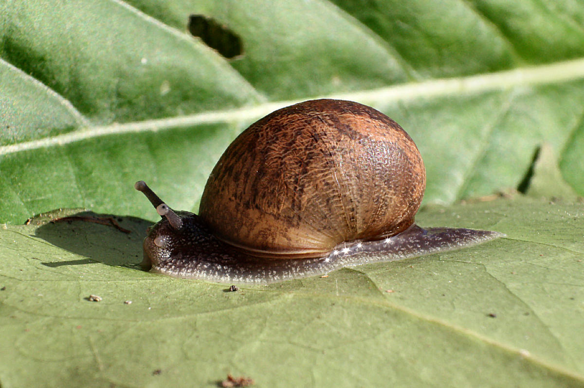 chiocciola da identificare